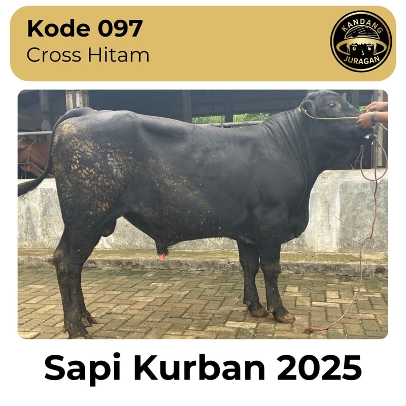 097 Sapi Kurban Kandang Juragan