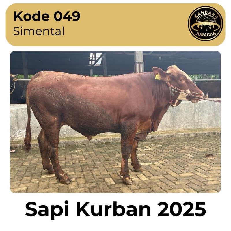 049 Sapi kurban Kandang Juragan