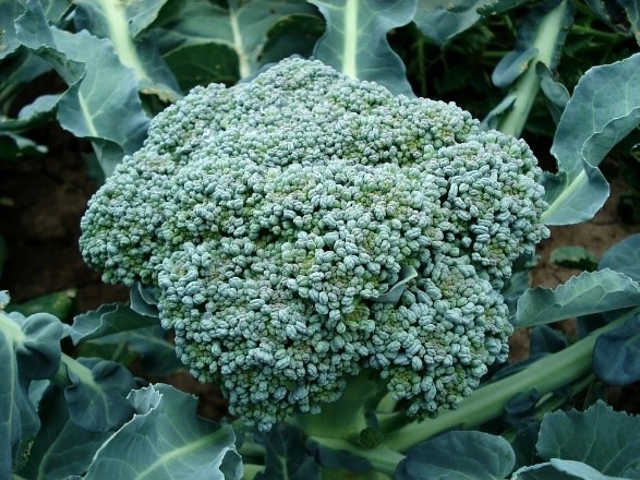 Gambar. Brokoli (brassica oleracea) beserta jamur verticillum sp 
Sumber: https://materikimia.com/10-contoh-simbiosis-antibiosis/