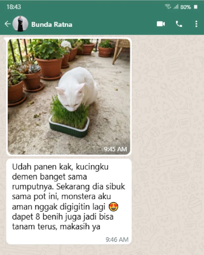 Testimoni produk GRASSPOT