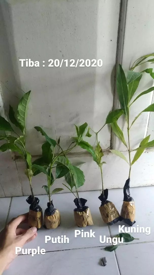 -
