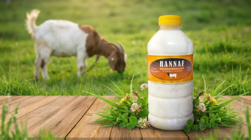 Susu kambing etawa Hannaf