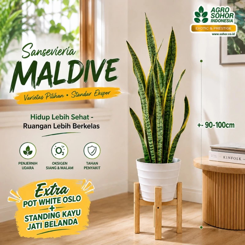 Maldive Sansevieria